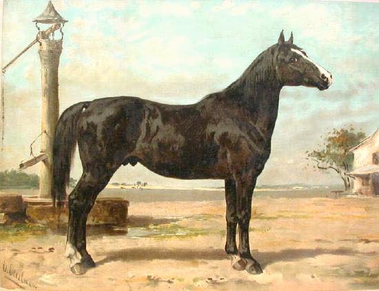 The Nonius Horse